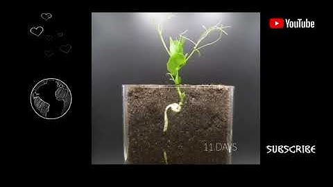 I Can Watch time-lapse of Seeds Growing All Day | Time-lapse Video | Soil Cross Section