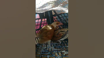 طير مرعة الغيط طائر المرعة الصياد السيناوي 