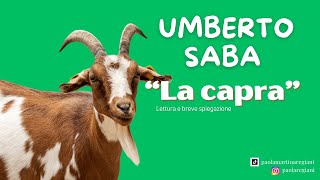 Umberto Saba, 'La capra'. Lettura e breve spiegazione