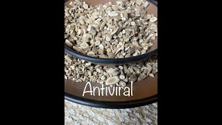 Isatis Root Herb, Antiviral