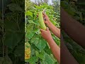나눔 텃밭에 서 수확 중