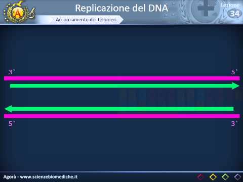 Video: In quale direzione viaggia solo la DNA polimerasi?