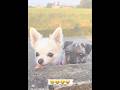 #animals