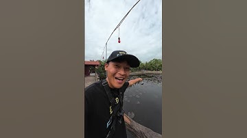 Hành trình săn lóc bông P1