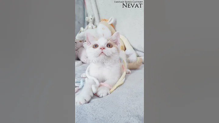 Video 10592361: britishshorthair cat kitten, british cat kitten, gato british