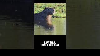 Happy Capybara! Ha ha!