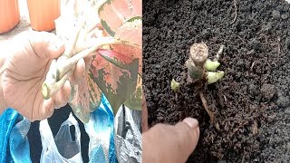 Perbanyak Anakan Aglonema dengan Cepat