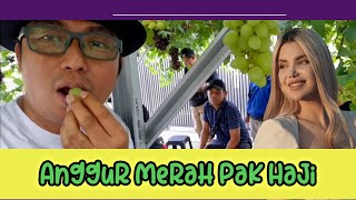 ANTO TIPE = X ANGGUR MERAH PAK HAJI | KAMU GA SENDIRIAN BERSAMA TIPE - X | MANIS