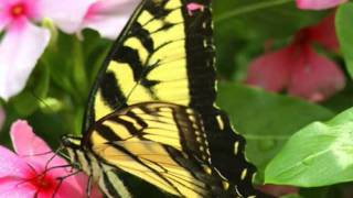 Watch Jane Olivor Elusive Butterfly video