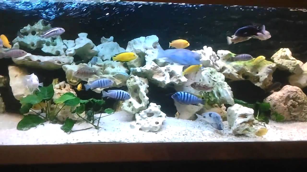  aquarium  cichlid  lolo cichlid  YouTube