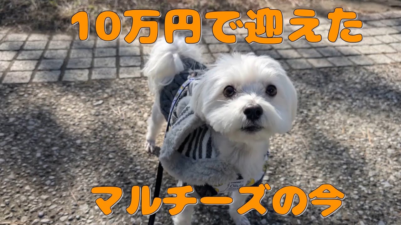 10万円で迎えたマルチーズと、今の暮らし