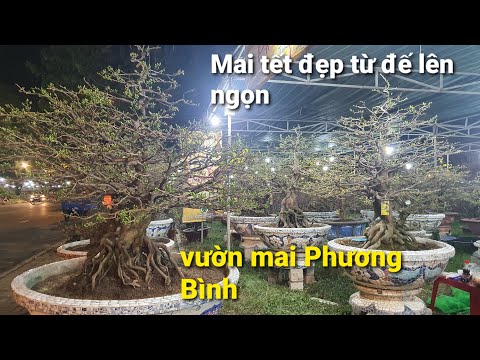 mai phương bình phú quốc Update 2022 Giang hàng mai tết khủng nhất miền nam...đẹp không tưởng luôn ạ...(vườn mai Phương Bình)