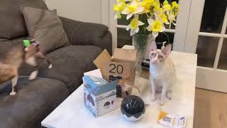 New toy for kitties- CAT PLANET by ReikiRex Cornish Rex Cats 69 views 3 years ago 3 minutes, 18 seconds