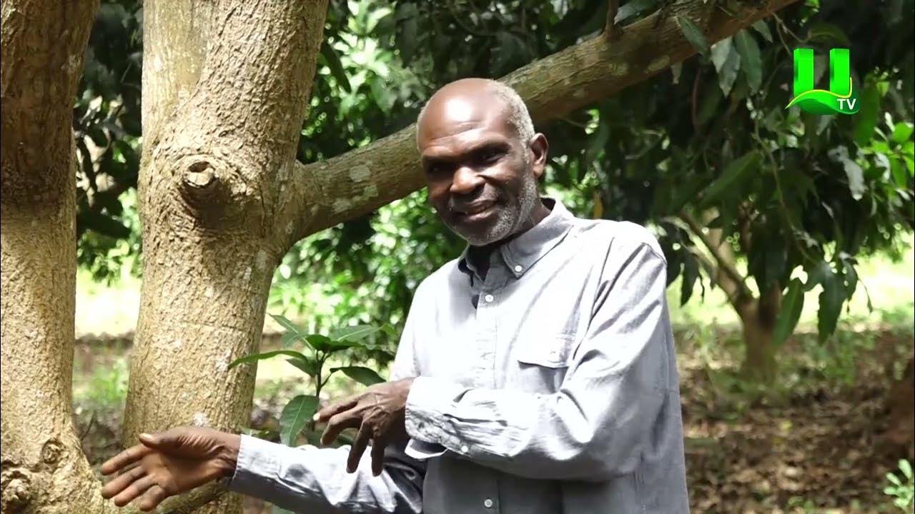 AYEKOO: SECOND SEASON OF MANGO FARMING AT AGOMEDA