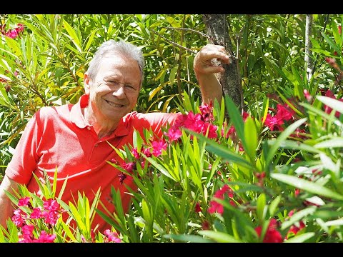 Video: Cuidado de las adelfas cultivadas en contenedores - Cómo cultivar adelfas en macetas