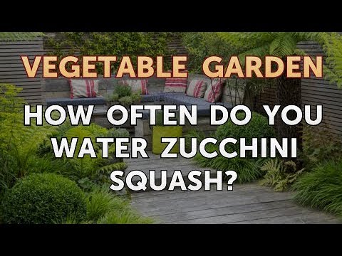 How Often Do You Water Zucchini Squash?