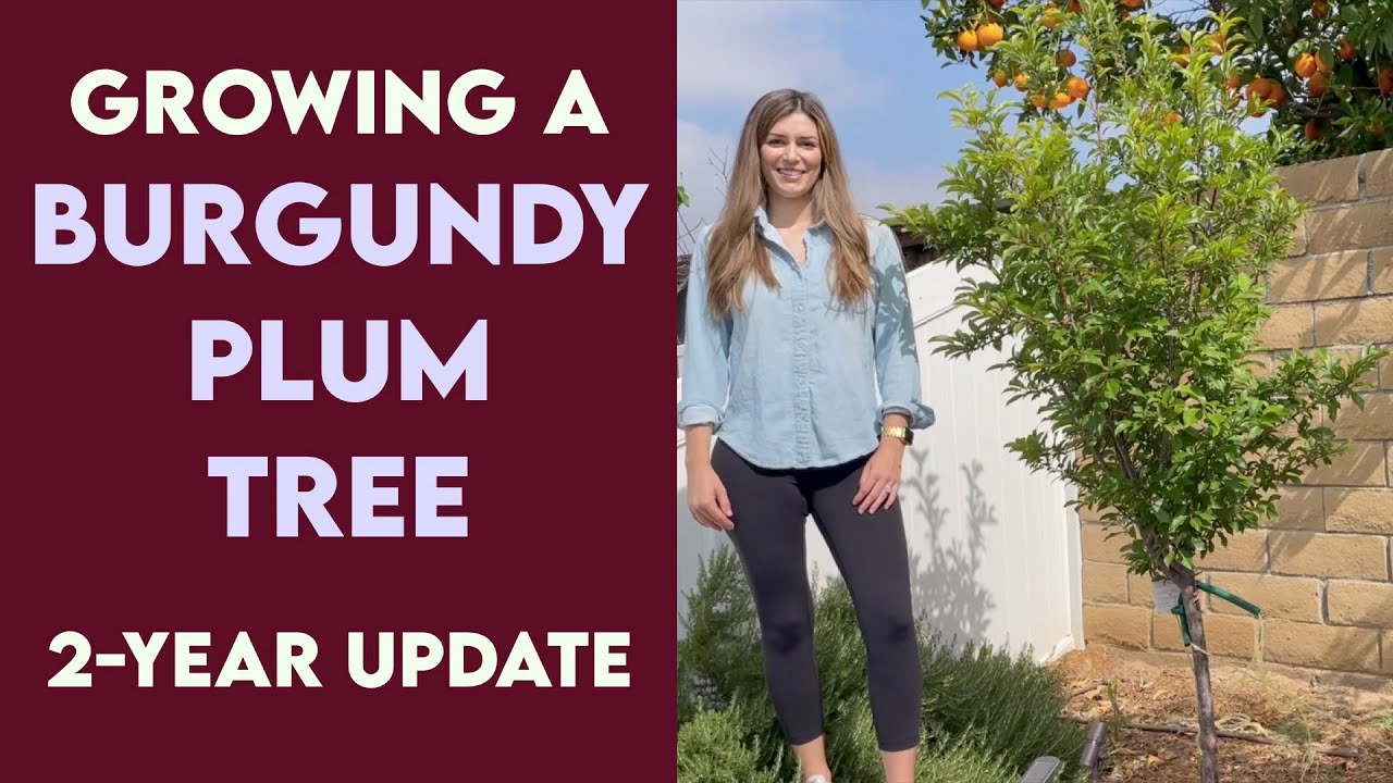 Growing a Burgundy Plum Tree // 2-Year Update 