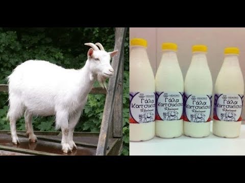 Βίντεο: Γιατί το γάλα κατσαρώνει