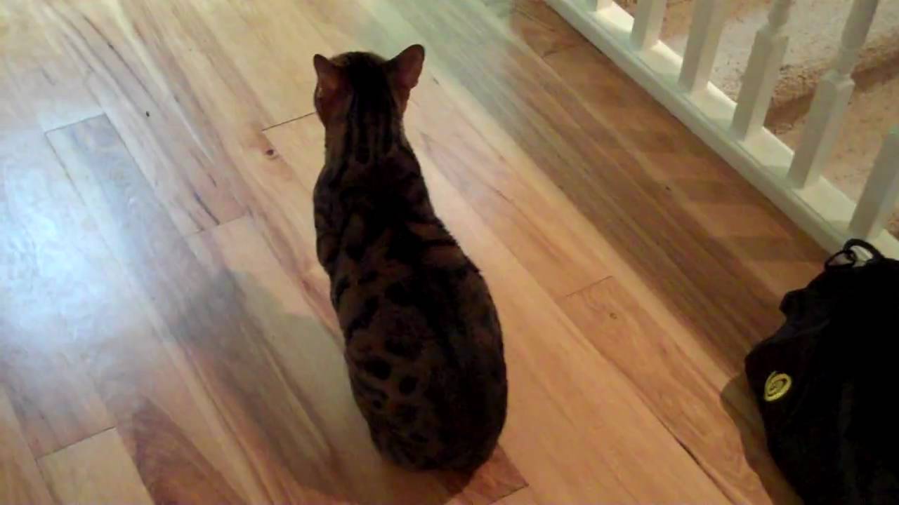 Bengal Cats Chazz screaming for his mom YouTube
