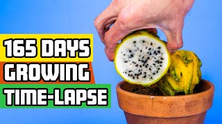 Yellow Dragon Fruit To Pitahaya Cactus (165 Days Time Lapse)