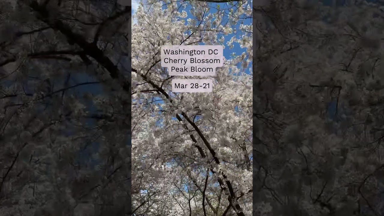 Washington DC cherry blossom peak bloom 2025 