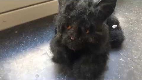 BUG - "Tongue" (Official Video)