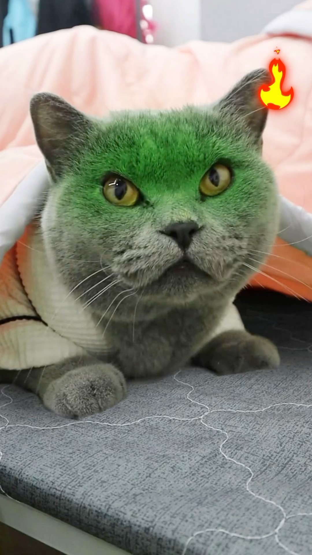 Help!? I Can't Stand His Stinky Farts While He Sleeps?? #funnycat #catmemes #trending