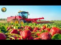 How American Farmers Harvest 9 2 Million Tons Of Strawberries By Machine Farming Documentary