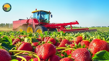 How American Farmers Harvest 9.2 Million Tons of Strawberries by Machine | Farming Documentary