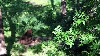Black Bears in Minnesota! Vince Shute Wildlife Sanctuary