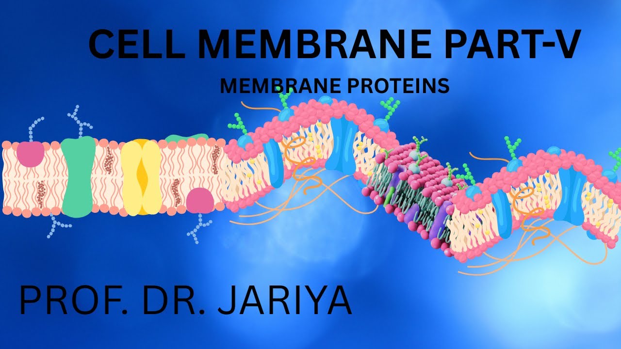 CELL MEMBRANE PROTEINS