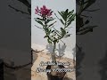 Rare color Adenium online sale 8939539466 #floweringplant #trendingshorts #desertrose #adenium