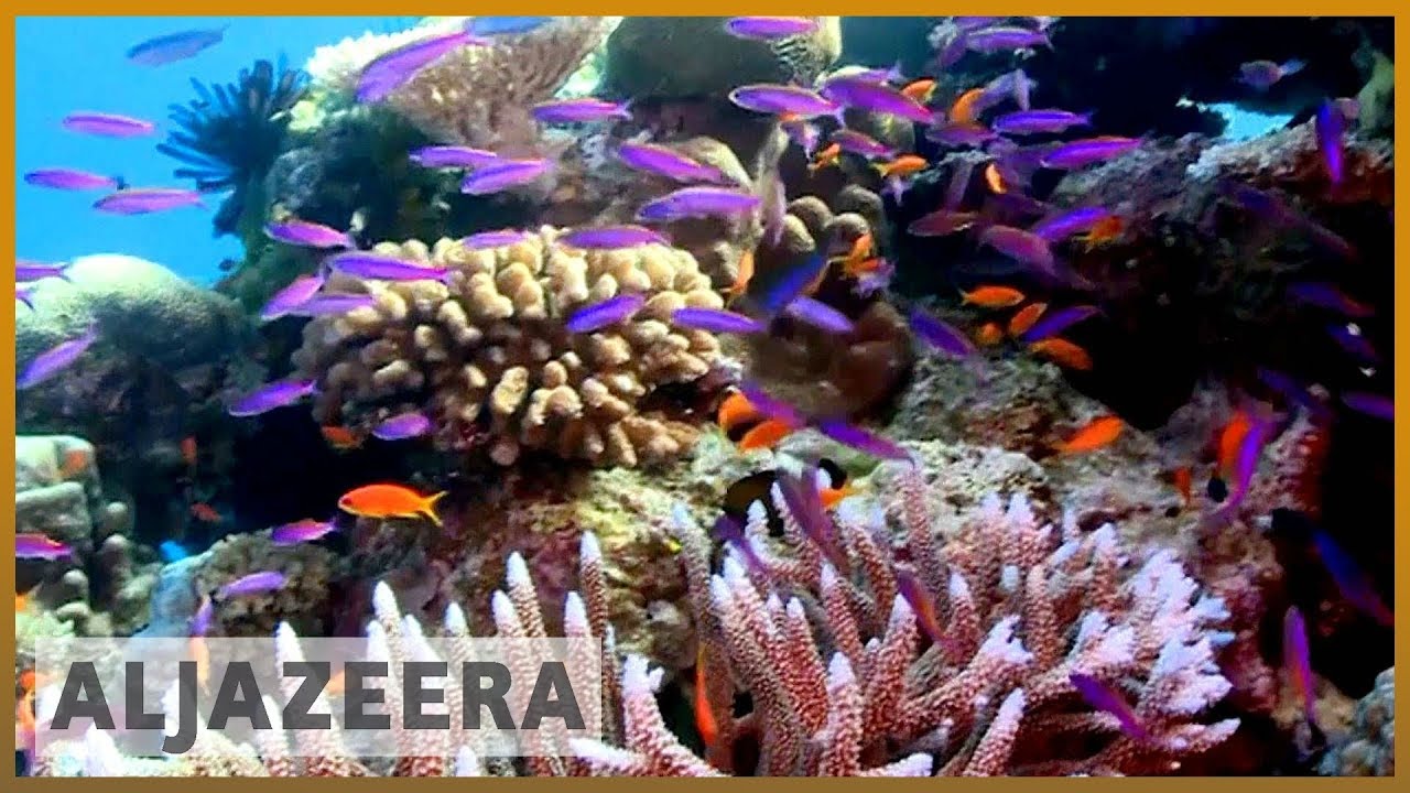 علماء: الفئران تهدد الشعاب المرجانية | الجزيرة الإنجليزية