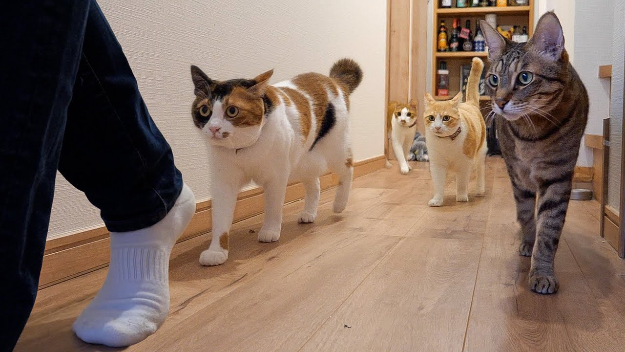 Cats chasing their owners with their belly fat jiggling are so