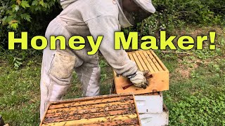 🍯 So Much Honey! - We Stopped them from Swarming!