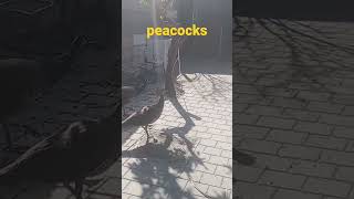 #fanny #peacocks #shorts