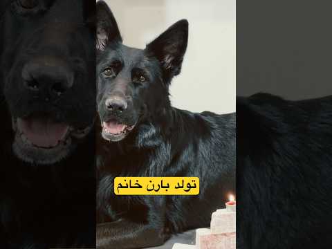 تولد بارن خانوم بود هرکی کادو نمیداد برخورد میشد باهاش