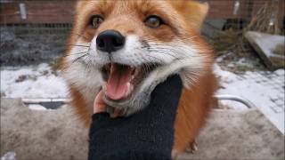 These Cute Foxes were Born to be Good Pets