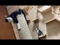 器用すぎる母猫がおもしろかわいい