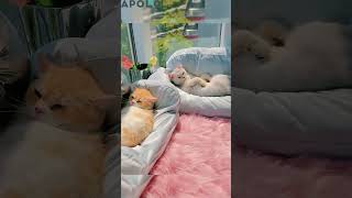 Sofa Cat Bed#apollobox #catbed  #petaccesories #forcats  #cutecat  #catsofa