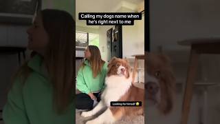 Call your dogs name when they are next to you REACTION #pets #funnypet