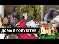 ДОМА В ГОЛУБЯТНЕ 24 часа. Узбекские двухчубые голуби. Tauben. Pigeons