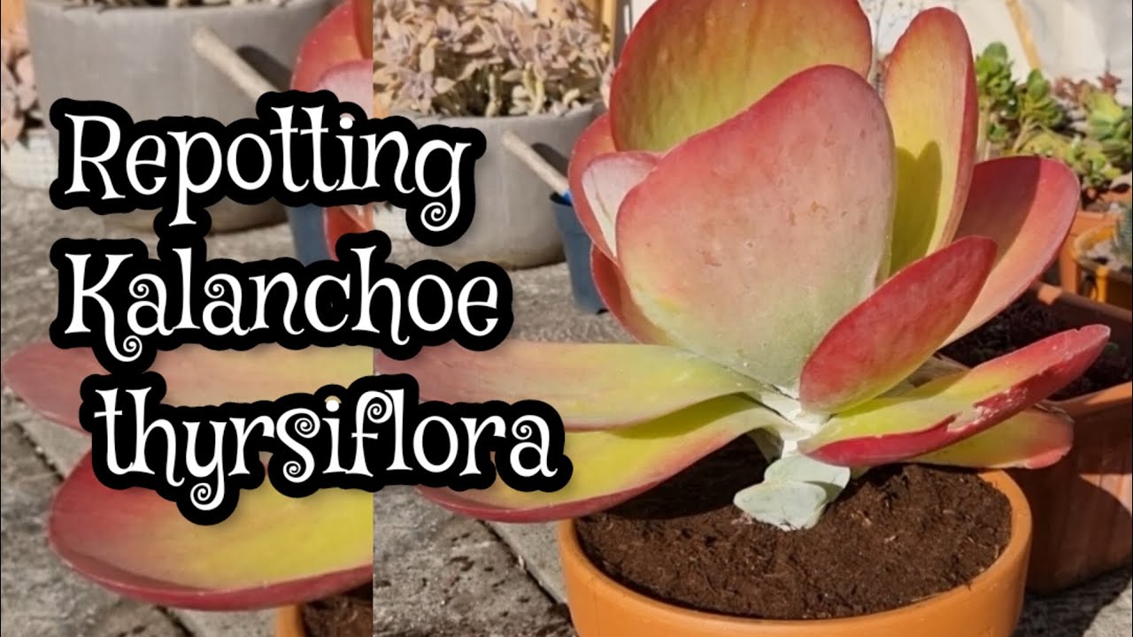 Kalanchoe thyrsiflora repotting 