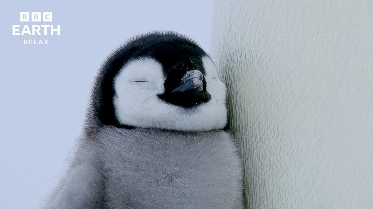 ⁣The Wonderful World Of Penguins | Relaxing Wildlife Stories | BBC Earth Relax