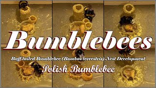 Bumblebee Nest Development - Buff-tailed Bumblebee (Bombus terrestris) | Polish Bumblebee