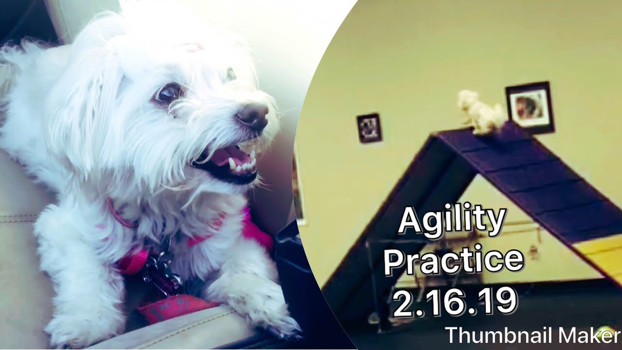 maltese agility