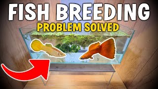 Solving My Guppy Problem - Hidden Guppy Fish Breeding Setup