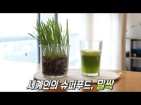 <strong>독소</strong> 제거×면역력 높이는 건강 ‘밀싹 <strong>주스</strong>’
