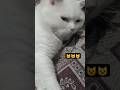 गांजा खा लिया 🔥🔥#youtubeshorts #youtube #shortvideo #cat #catlover