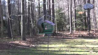 Squirrel Proof Bird Feeder??? by Bob Hinson 156 views 9 years ago 1 minute, 12 seconds